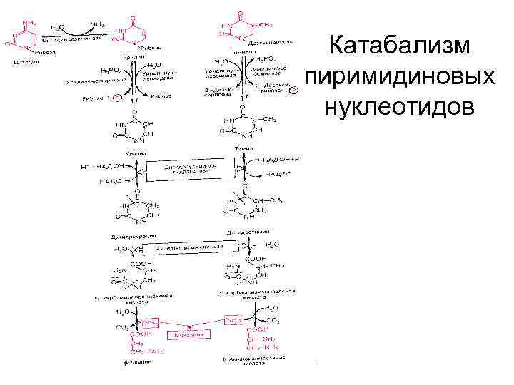 Катабализм пиримидиновых нуклеотидов 