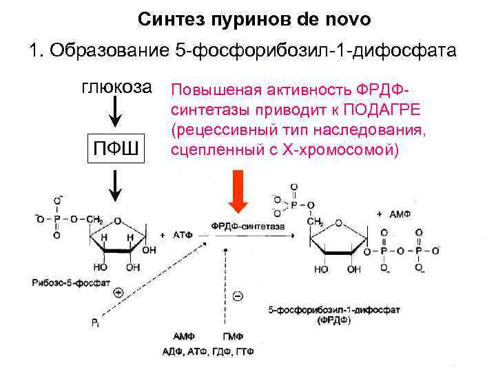 Синтез пуринов de novo 1. Образование 5 -фосфорибозил-1 -дифосфата глюкоза Повышеная активность ФРДФПФШ синтетазы