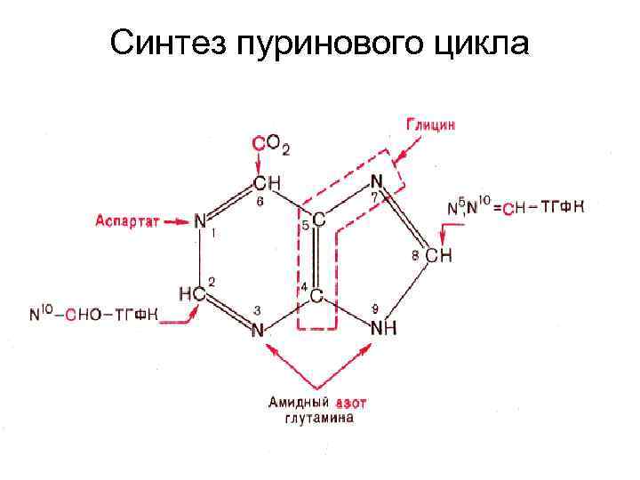 Синтез пуринового цикла 