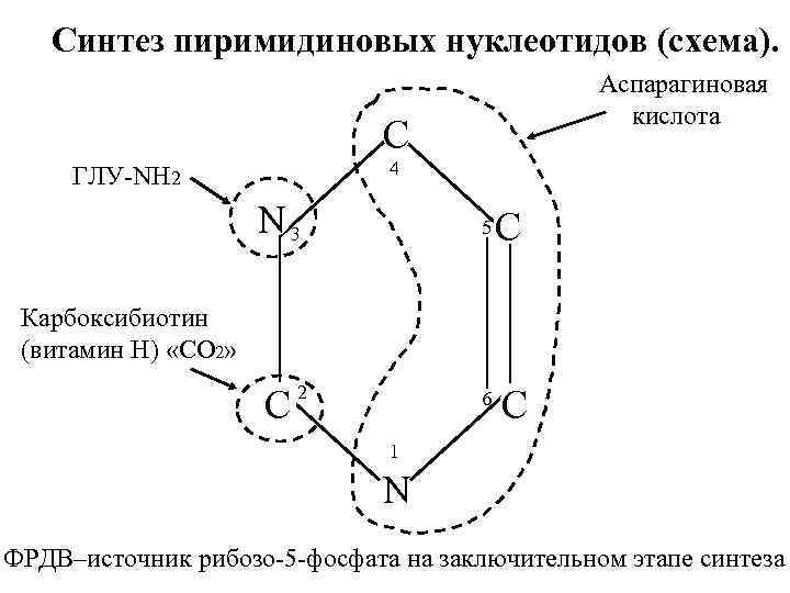 Синтез пиримидиновых нуклеотидов (схема). Аспарагиновая кислота C 4 ГЛУ-NH 2 N 3 5 C