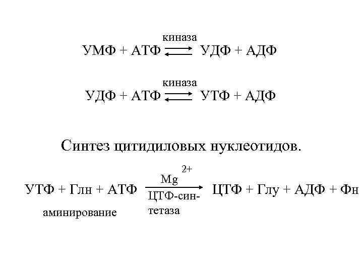 киназа УМФ + АТФ УДФ + АДФ киназа УДФ + АТФ УТФ + АДФ