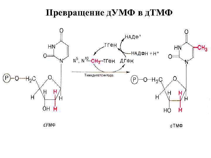Превращение д. УМФ в д. ТМФ 