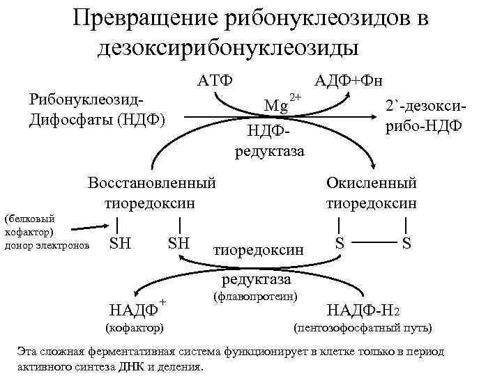 Превращение рибонуклеозидов в дезоксирибонуклеозиды АТФ Рибонуклеозид. Дифосфаты (НДФ) АДФ+Фн 2+ Mg НДФредуктаза Восстановленный тиоредоксин