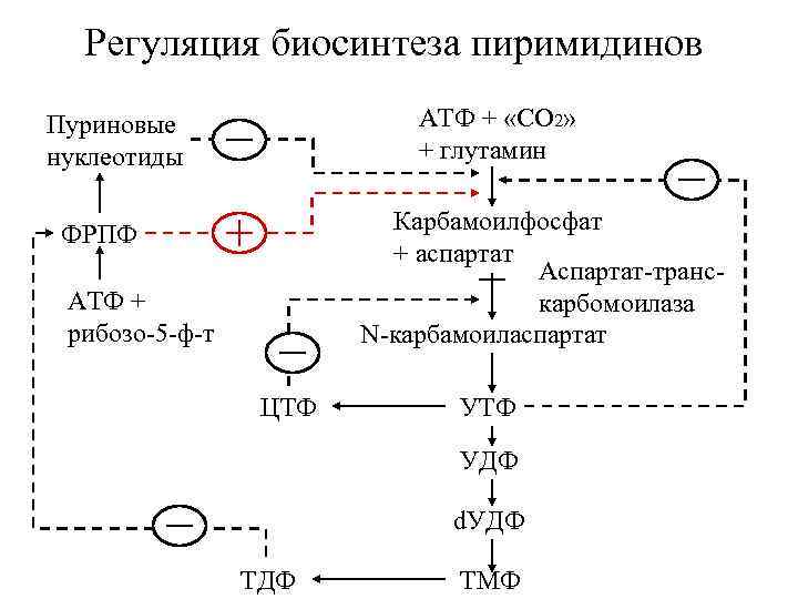 Регуляция биосинтеза пиримидинов АТФ + «СО 2» + глутамин Пуриновые нуклеотиды Карбамоилфосфат + аспартат