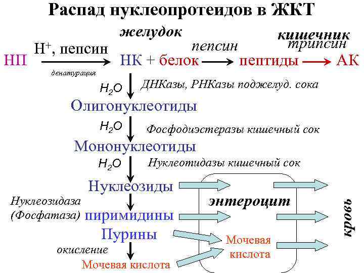 Распад нуклеопротеидов в ЖКТ желудок кишечник трипсин пепсин Н+, пепсин НП НК + белок