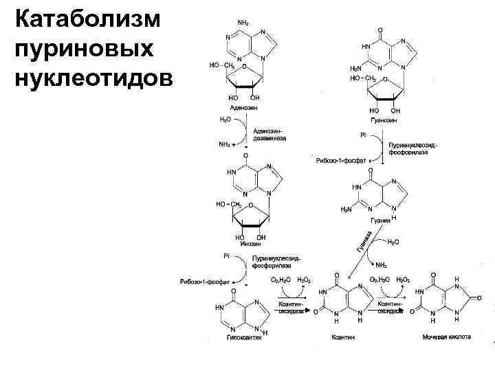 Катаболизм пуриновых нуклеотидов 
