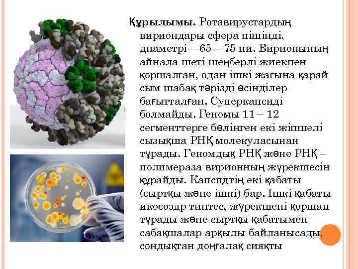 Құрылымы. Ротавирустардың вириондары сфера пішінді, диаметрі – 65 – 75 ни. Вирионының айнала шеті