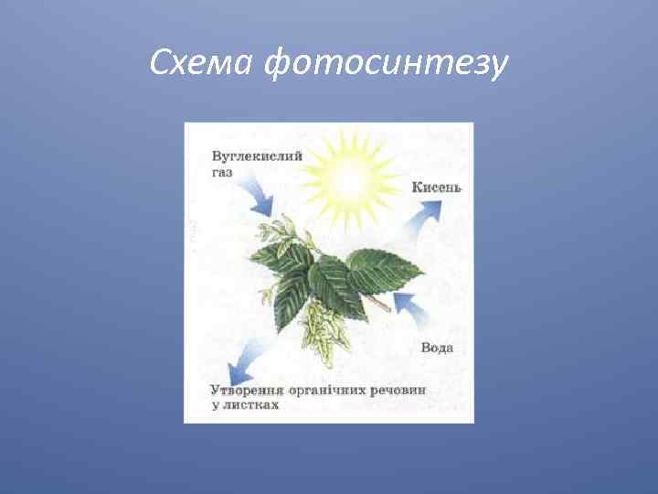 Схема фотосинтезу 
