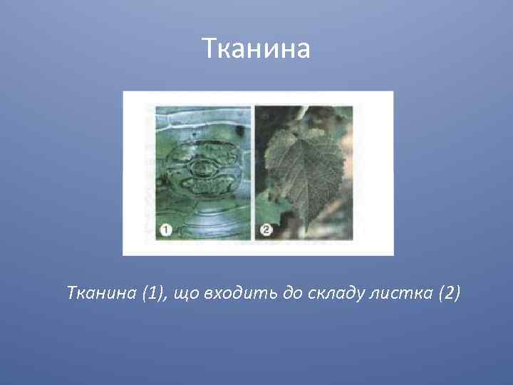 Тканина (1), що входить до складу листка (2) 