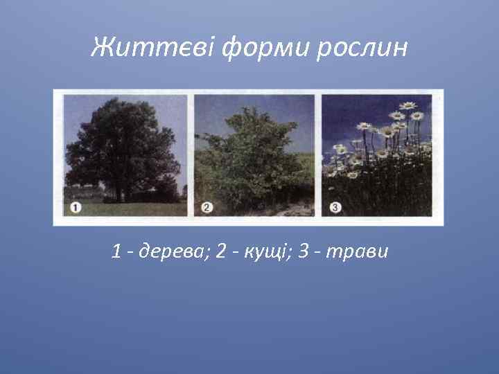 Життєві форми рослин 1 - дерева; 2 - кущі; 3 - трави 