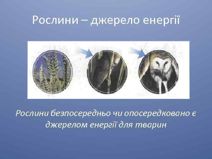 Рослини – джерело енергії Рослини безпосередньо чи опосередковано є джерелом енергії для тварин 
