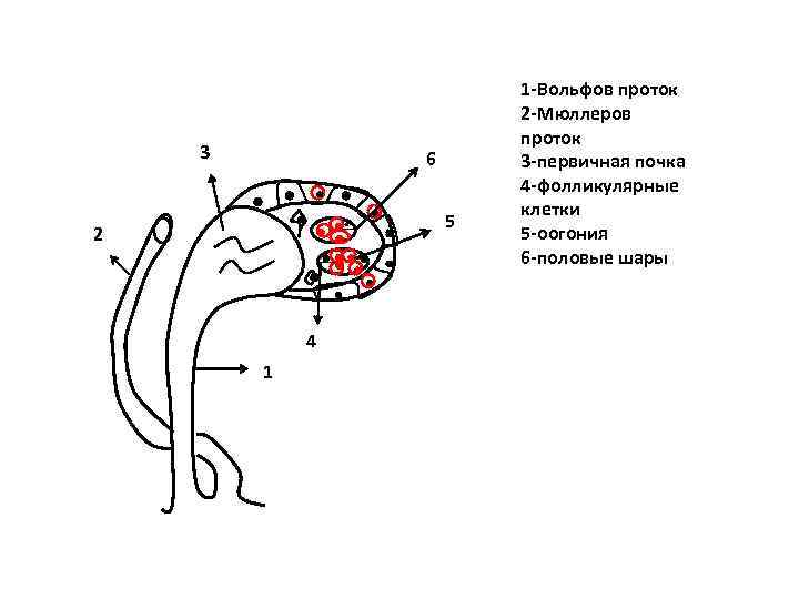 3 6 5 2 4 1 1 -Вольфов проток 2 -Мюллеров проток 3 -первичная