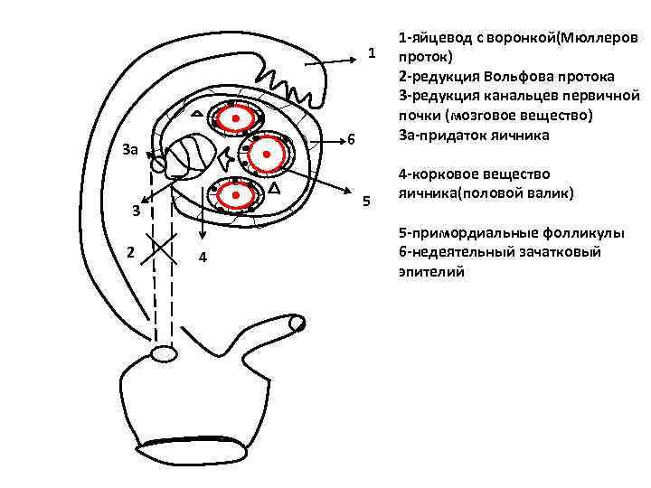 1 6 3 а 5 3 2 4 1 -яйцевод с воронкой(Мюллеров проток) 2