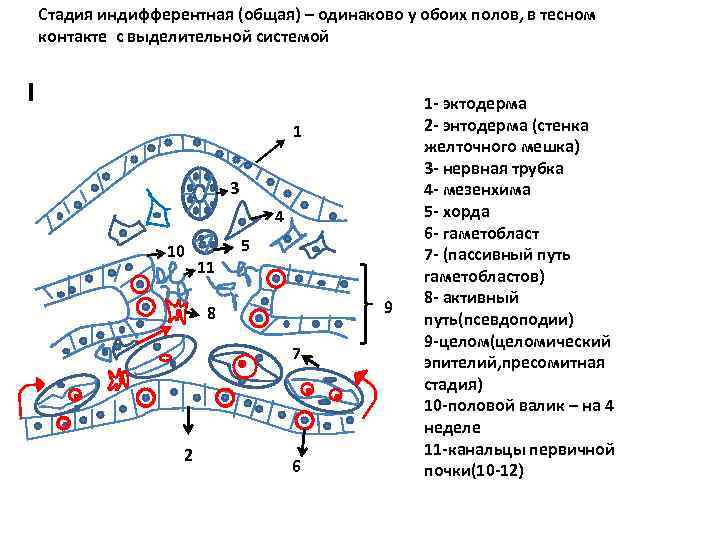 Стадия индифферентная (общая) – одинаково у обоих полов, в тесном контакте с выделительной системой
