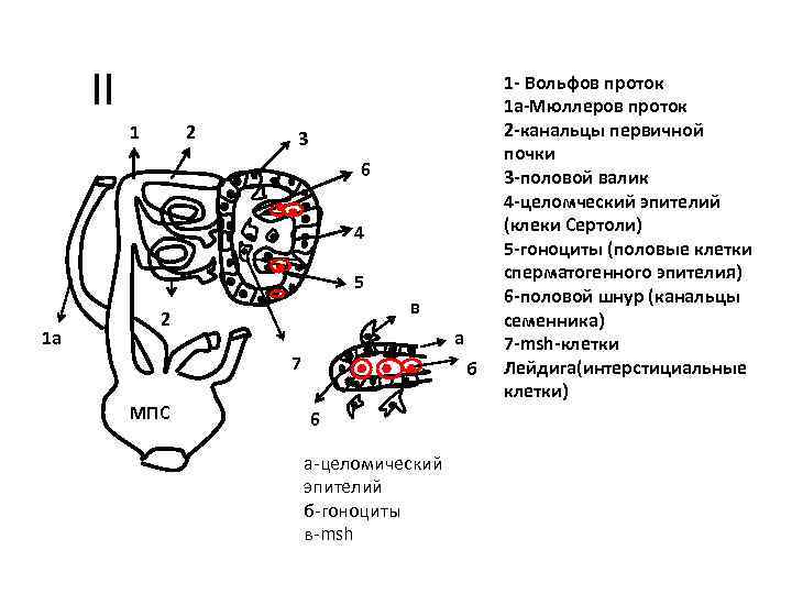 II 1 2 3 6 4 5 1 a в 2 а 7 МПС