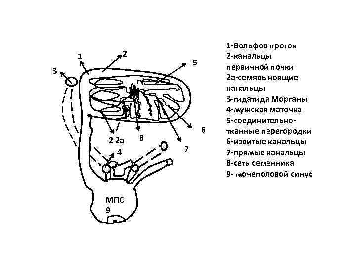 1 2 5 3 2 2 а 4 МПС 9 6 8 7 1