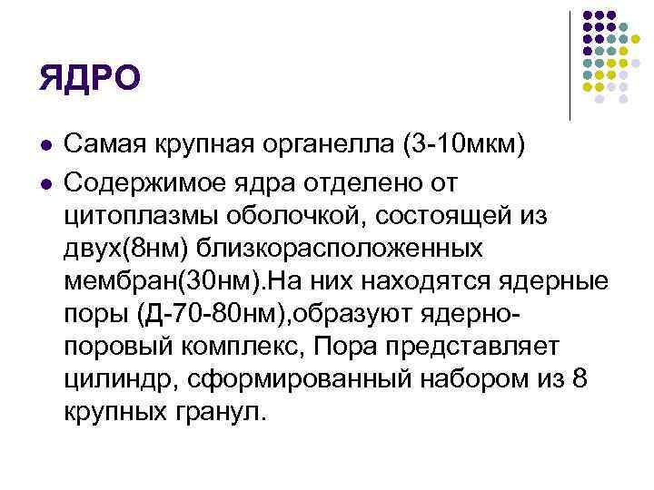ЯДРО l l Самая крупная органелла (3 -10 мкм) Содержимое ядра отделено от цитоплазмы
