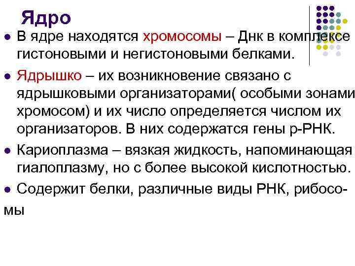 Ядро В ядре находятся хромосомы – Днк в комплексе с гистоновыми и негистоновыми белками.