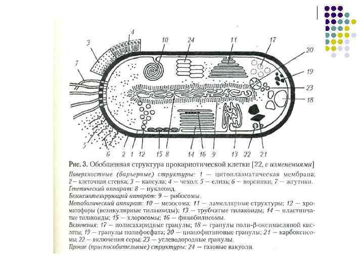 Рассмотрите изображенные на рисунке клетки определите какими буквами обозначены прокариотическая и