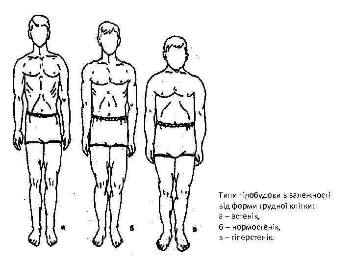 Типи тілобудови в залежності від форми грудної клітки: а – астенік, б – нормостенік,