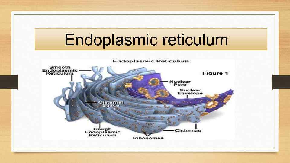  Endoplasmic reticulum 