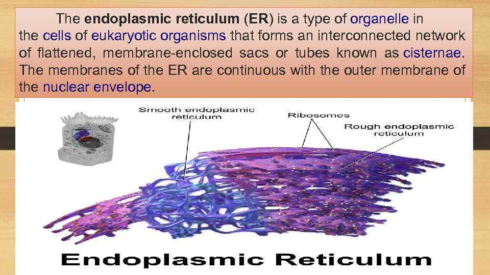 The endoplasmic reticulum (ER) is a type of organelle in the cells of eukaryotic