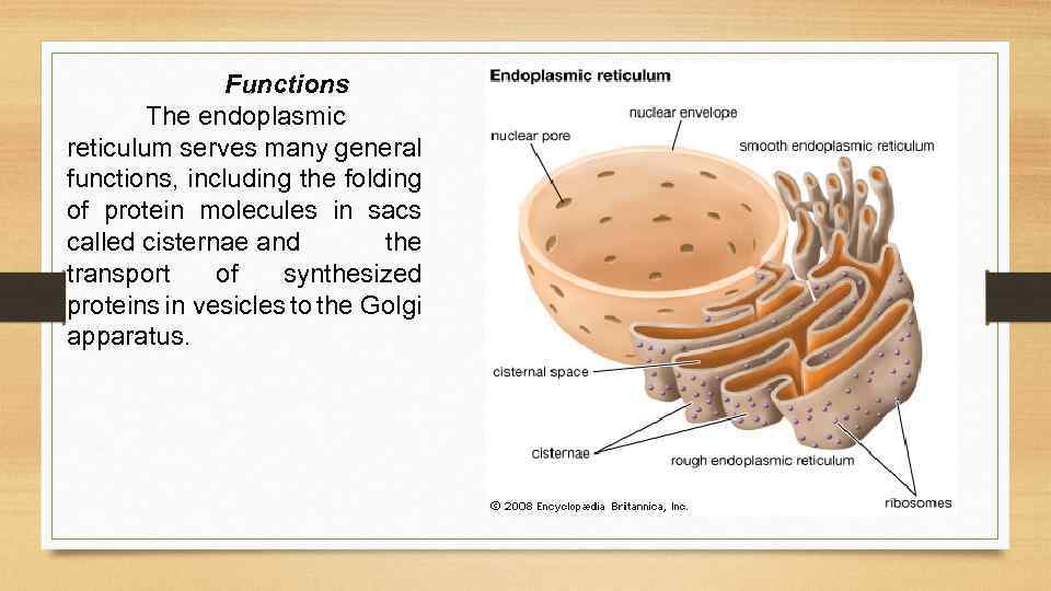 Functions The endoplasmic reticulum serves many general functions, including the folding of protein molecules