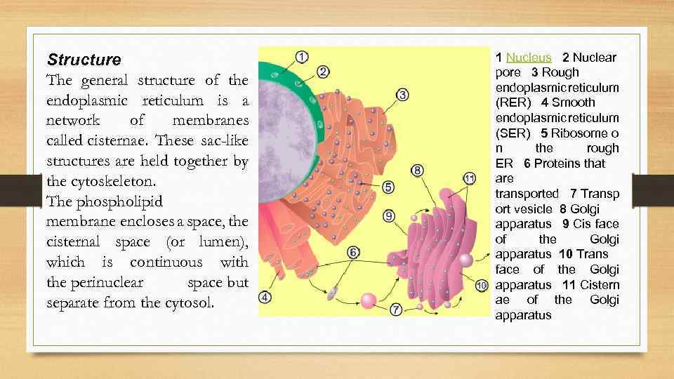 Structure The general structure of the endoplasmic reticulum is a network of membranes called