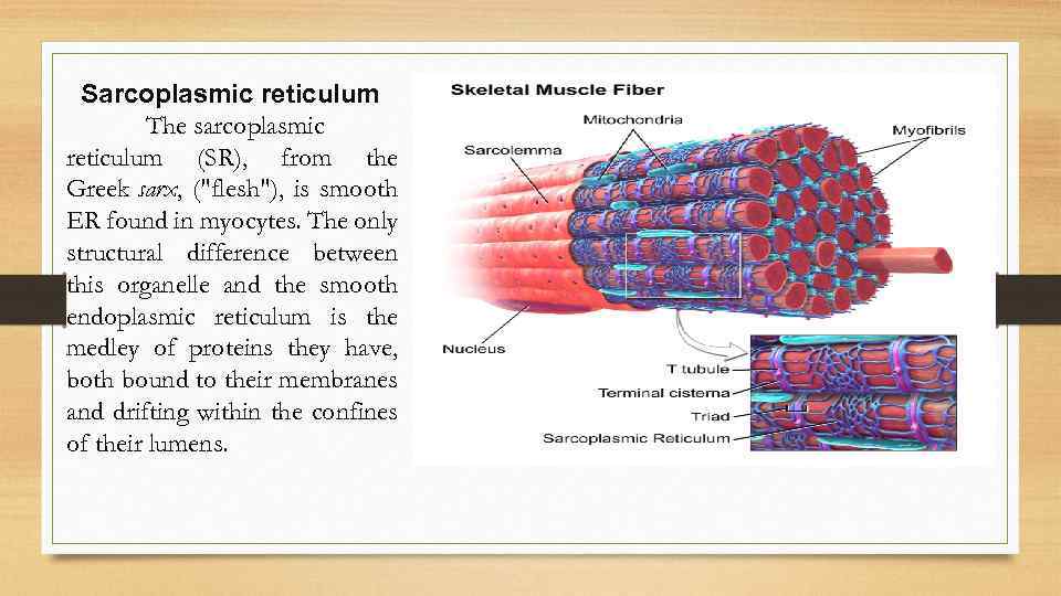 Sarcoplasmic reticulum The sarcoplasmic reticulum (SR), from the Greek sarx, (