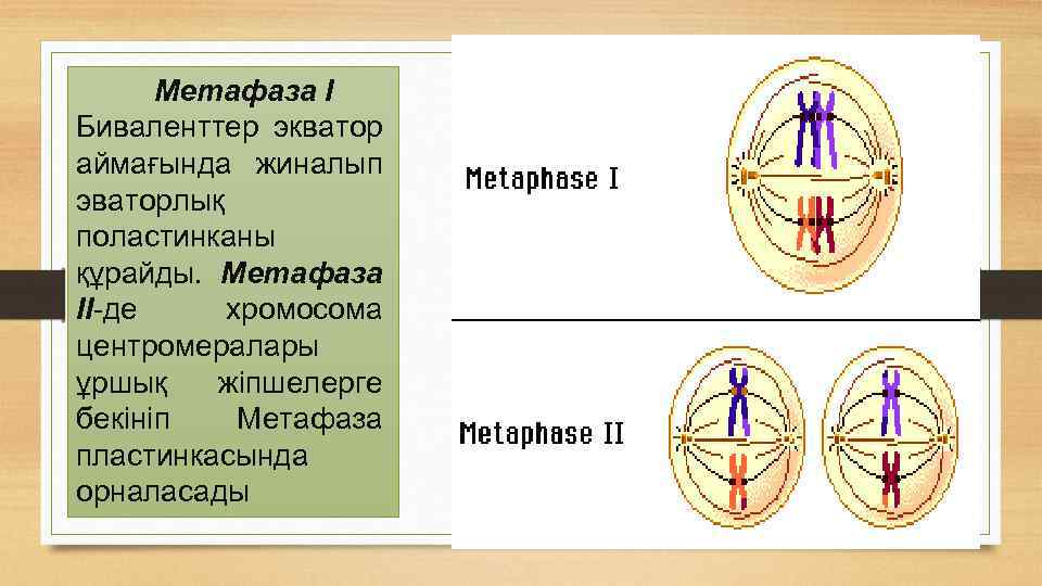 Метафаза І Биваленттер экватор аймағында жиналып эваторлық поластинканы құрайды. Метафаза ІІ-де хромосома центромералары ұршық