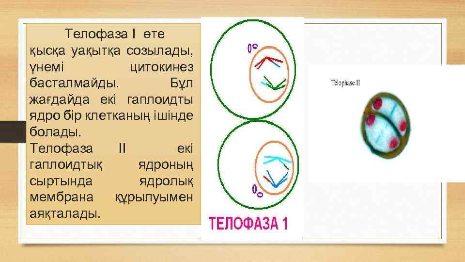 Процесс телофазы. Телофаза. Цитокинез водорослей. Цитокинез у разных групп водорослей.