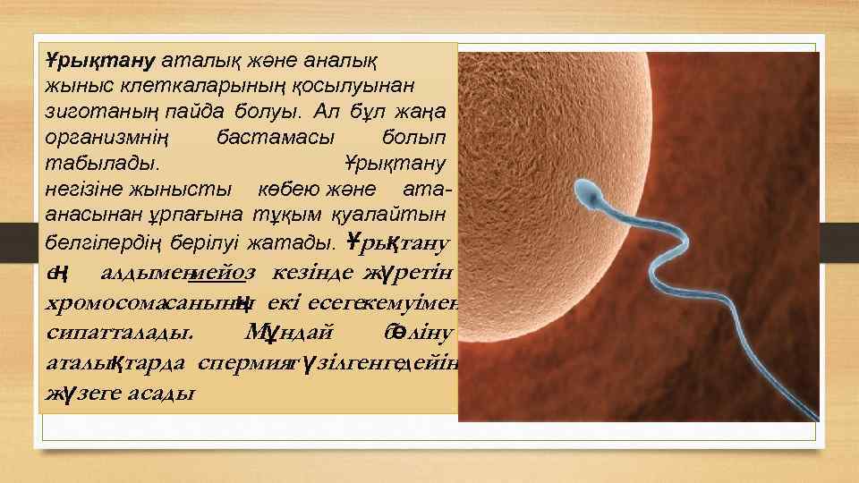 Ұрықтану аталық және аналық жыныс клеткаларының қосылуынан зиготаның пайда болуы. Ал бұл жаңа организмнің