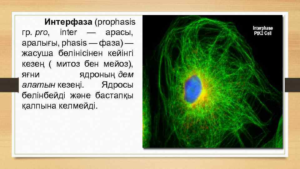 Интерфаза (prophasis гр. pro, inter — арасы, аралығы, phasis — фаза) — жасуша бөлінісінен