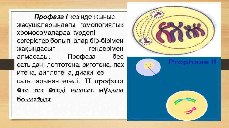 Профаза I кезінде жыныс жасушаларындағы гомологиялық хромосомаларда күрделі өзгерістер болып, олар бір-бірімен жақындасып гендерімен