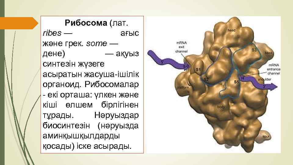 Рибосома (лат. rіbes — ағыс және грек. some — дене) — ақуыз синтезін жүзеге