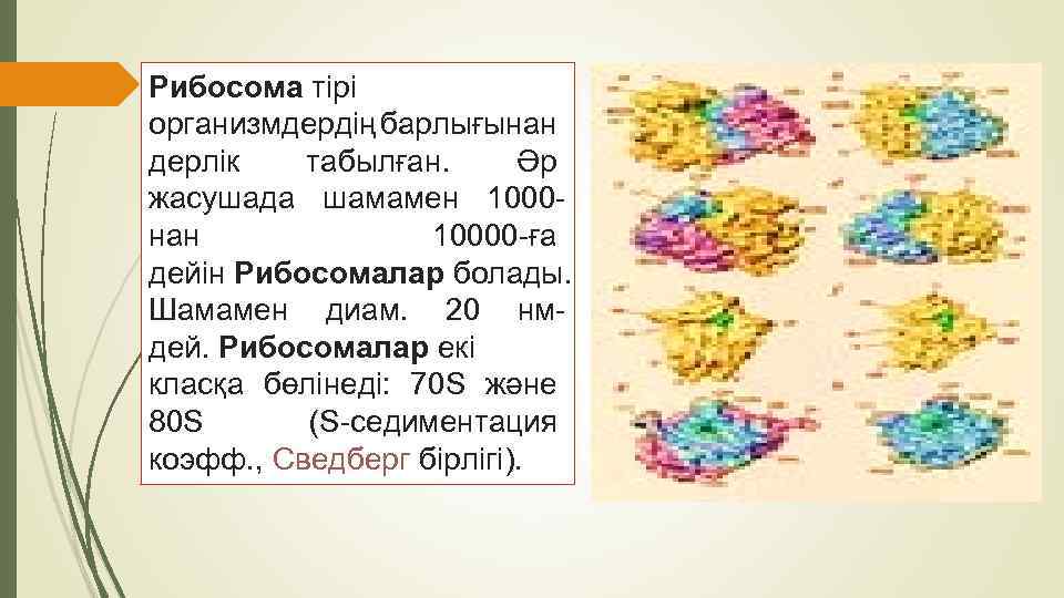 Рибосома тірі организмдердің барлығынан дерлік табылған. Әр жасушада шамамен 1000 нан 10000 -ға дейін