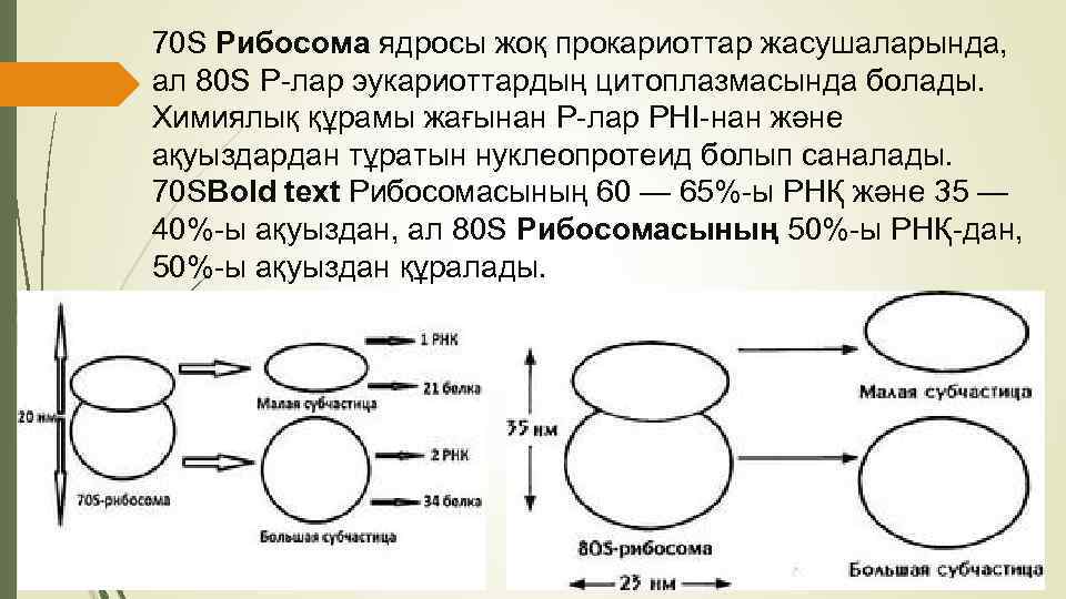 Размер рибосом эукариот