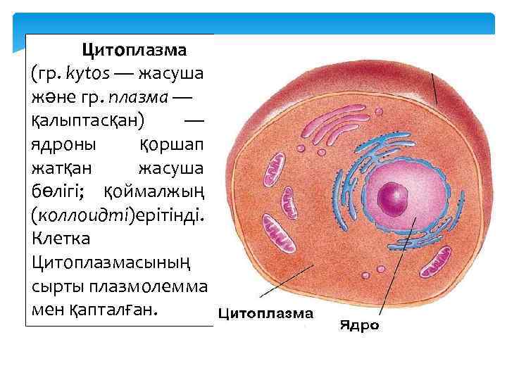 Объект цитоплазма процесс