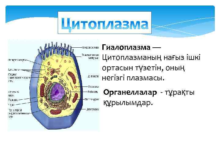 Происходит в гиалоплазме