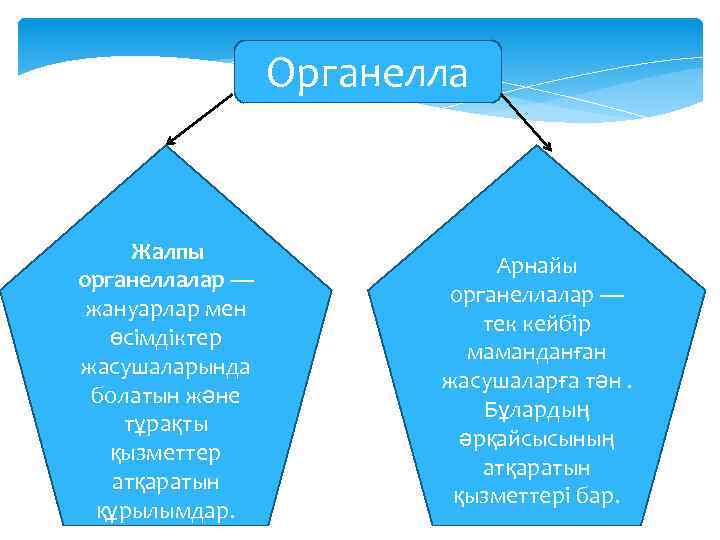 Органелла Жалпы органеллалар — жануарлар мен өсімдіктер жасушаларында болатын және тұрақты қызметтер атқаратын құрылымдар.