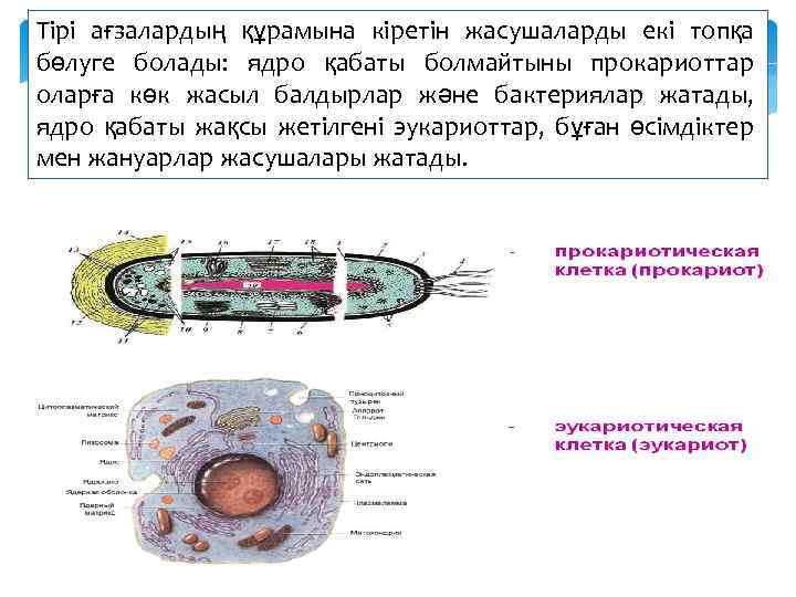 Тірі ағзалардың құрамына кіретін жасушаларды екі топқа бөлуге болады: ядро қабаты болмайтыны прокариоттар оларға
