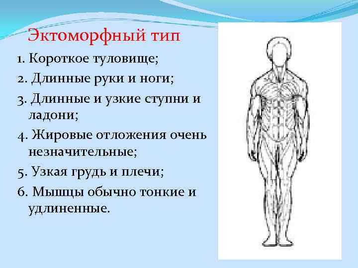  Эктоморфный тип 1. Короткое туловище; 2. Длинные руки и ноги; 3. Длинные и