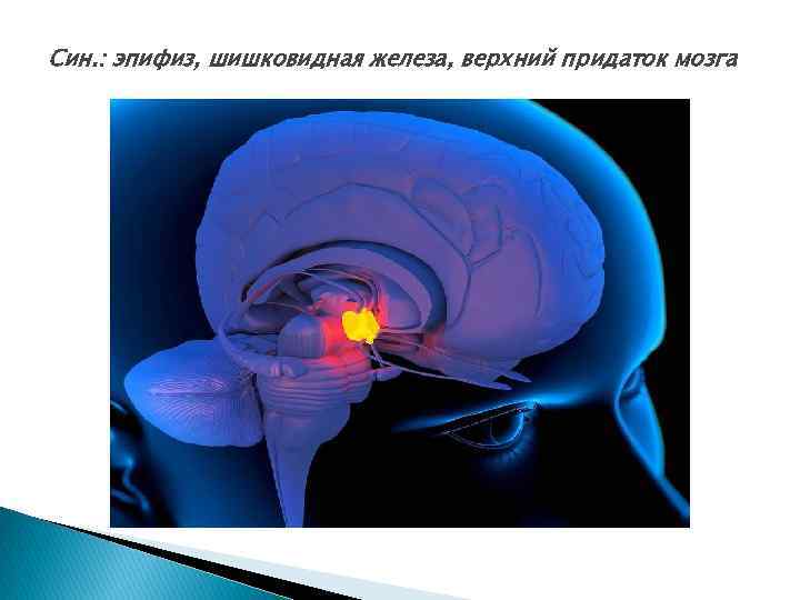 Син. : эпифиз, шишковидная железа, верхний придаток мозга 