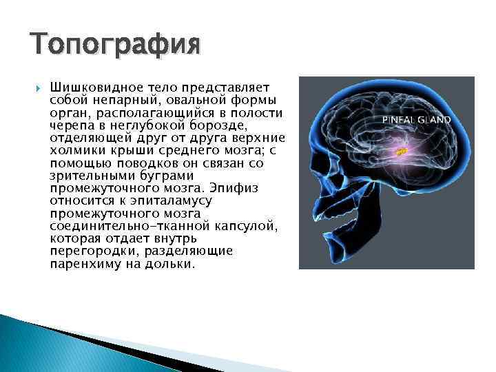 Топография Шишковидное тело представляет собой непарный, овальной формы орган, располагающийся в полости черепа в