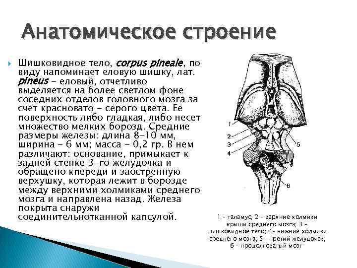 Анатомическое строение Шишковидное тело, corpus pineale, по виду напоминает еловую шишку, лат. рineus -