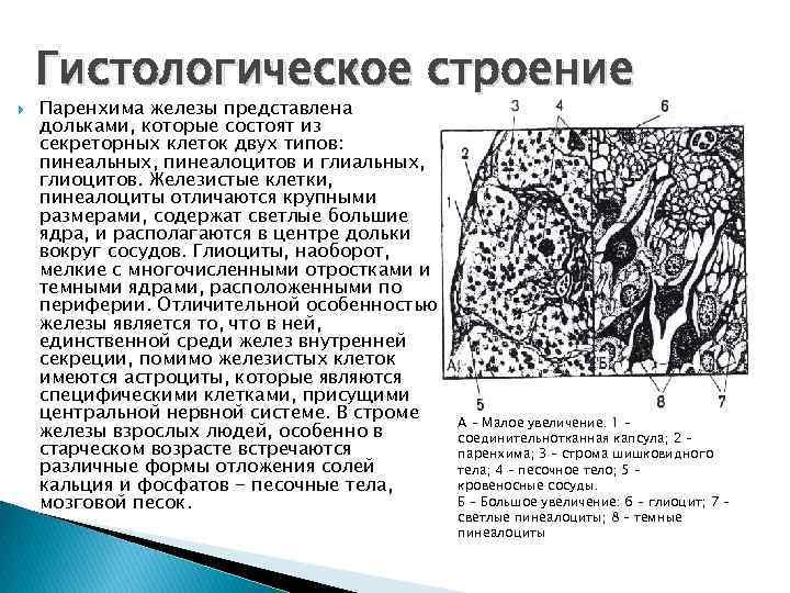  Гистологическое строение Паренхима железы представлена дольками, которые состоят из секреторных клеток двух типов: