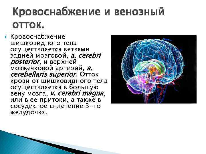 Кровоснабжение и венозный отток. Кровоснабжение шишковидного тела осуществляется ветвями задней мозговой, a. cerebri posterior,