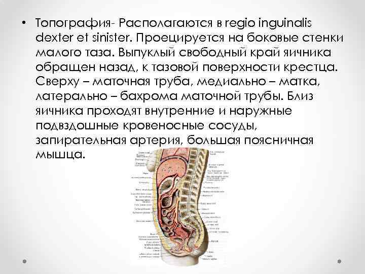 Стенками малого таза