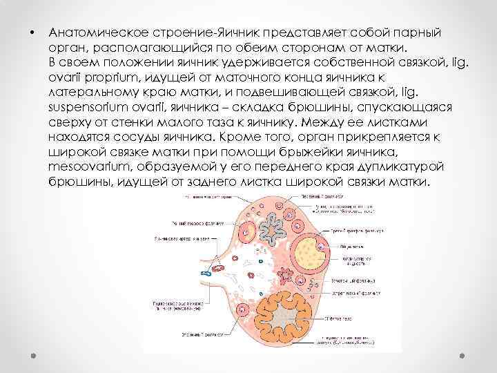  • Анатомическое строение-Яичник представляет собой парный орган, располагающийся по обеим сторонам от матки.