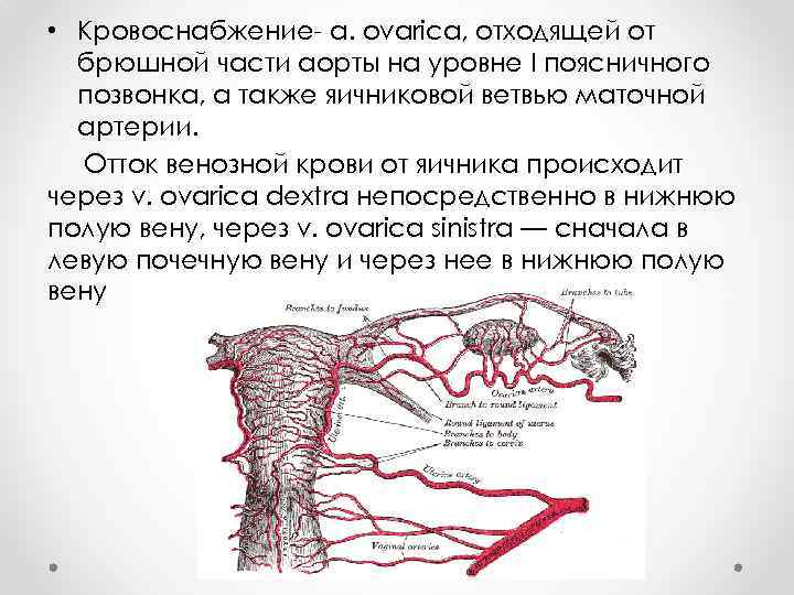 Маточная артерия. Кровоснабжение матки и яичников схема. Маточная артерия кровоснабжает. Вены матки, маточной трубы, яичника. Маточная труба кровоснабжение и иннервация.